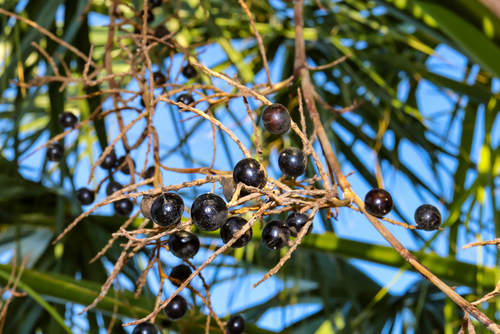 Plody saw palmetto